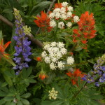 Red, white, and purple flowers