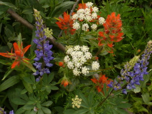 Red, white, and purple flowers